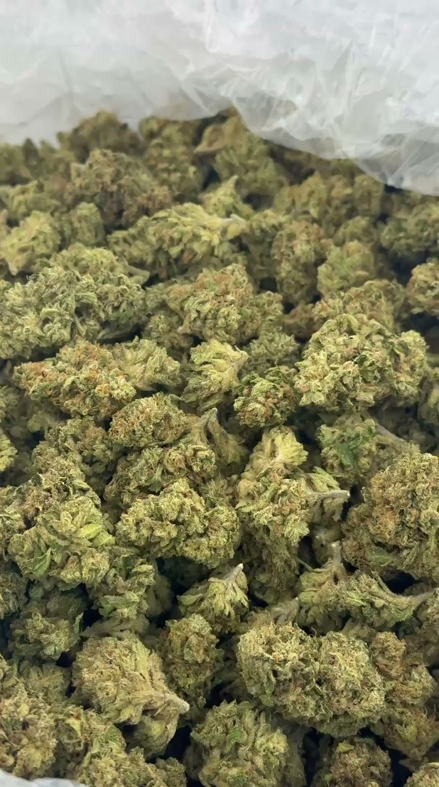 JET FUEL GELATO