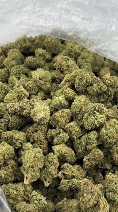GELATO 41