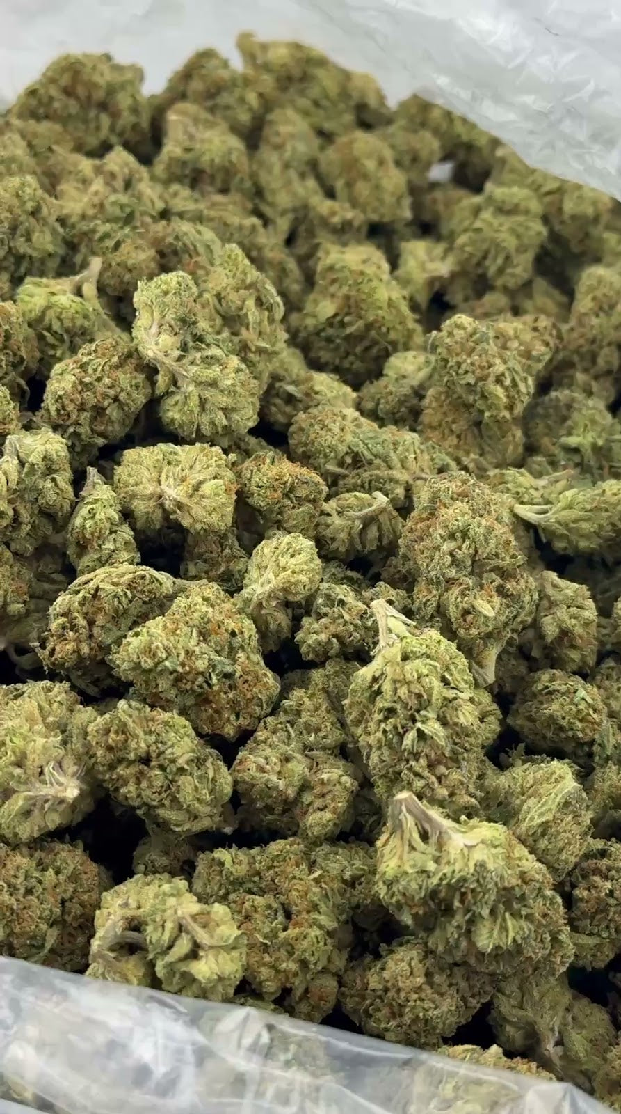 Gelato 41
