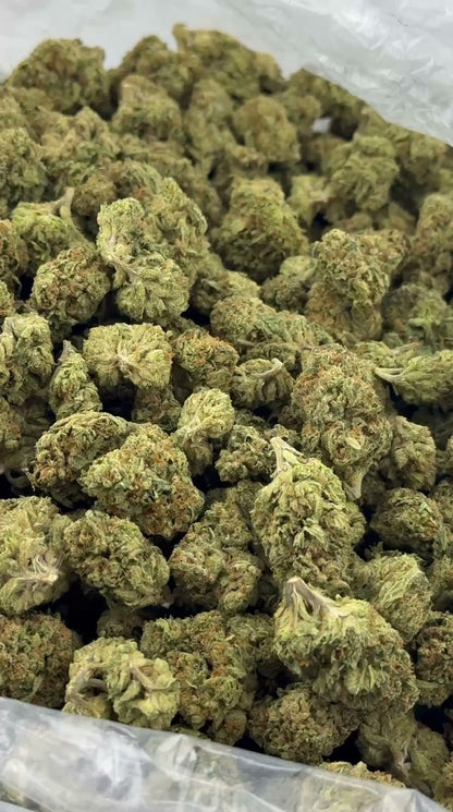 Gelato 41