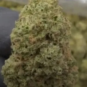 Dosidos Strain