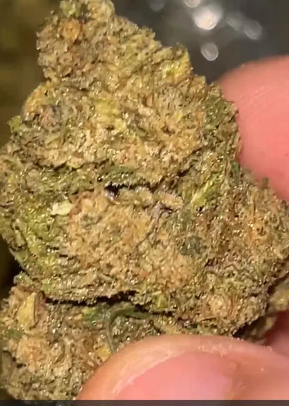 JET FUEL GELATO
