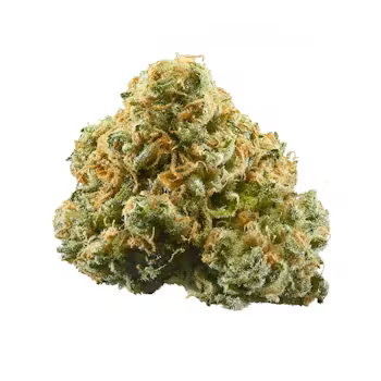 GELATO 41